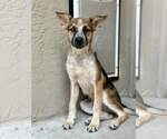 Small #1 Mutt