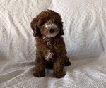 Small #4 Cavapoo (Miniature)