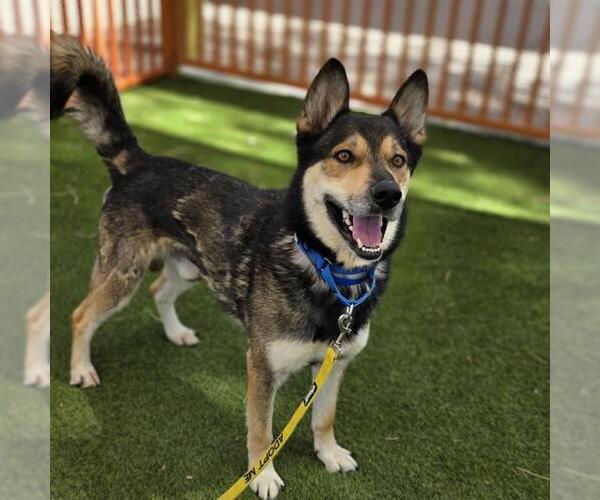 Medium Photo #2 German Shepherd Dog-Unknown Mix Puppy For Sale in Las Vegas, NV, USA