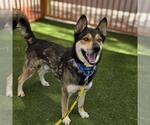 Small #1 German Shepherd Dog Mix