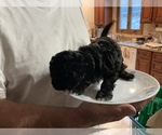 Small Photo #9 Poodle (Toy) Puppy For Sale in ARLINGTON HTS, IL, USA