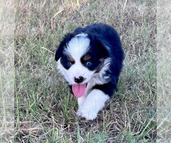 Medium Photo #2 Miniature Australian Shepherd Puppy For Sale in CANTON, TX, USA