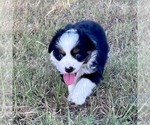 Small #1 Miniature Australian Shepherd