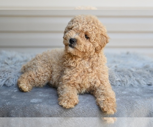 Medium Photo #1 Poodle (Miniature) Puppy For Sale in MILLERSBURG, OH, USA