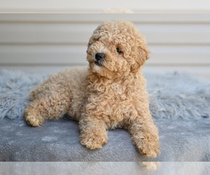 Poodle (Miniature) Puppy for sale in MILLERSBURG, OH, USA