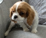 Small #2 Cavalier King Charles Spaniel