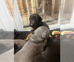 Small #5 Doberman Pinscher