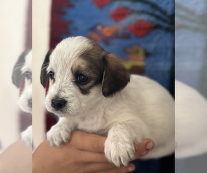 Pembroke Welsh Corgi-Poodle (Miniature) Mix Puppy for sale in LONGMONT, CO, USA