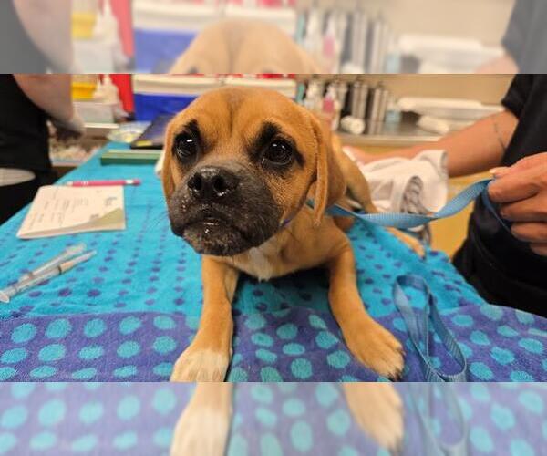 Medium Photo #1 Pug-Unknown Mix Puppy For Sale in Riverside, CA, USA