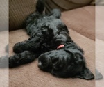Small #11 Schnoodle (Giant)