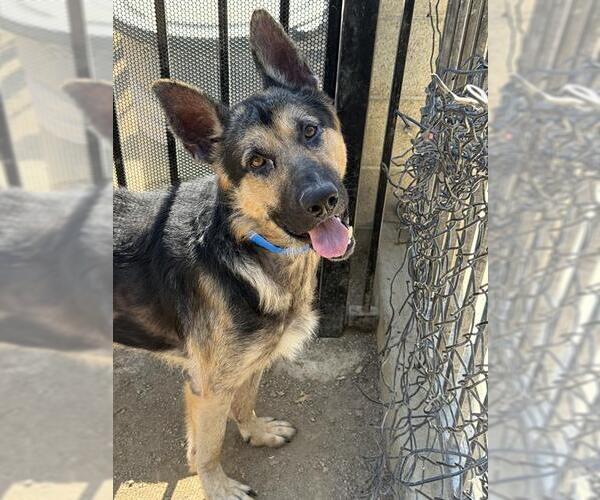 Medium Photo #2 German Shepherd Dog Puppy For Sale in Riverside, CA, USA