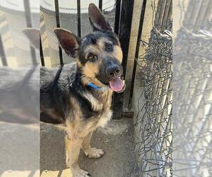PADDINGTON - Male German Shepherd Dog Dog for Adoption - Photo #2