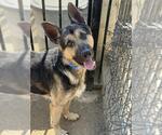 Small #1 German Shepherd Dog