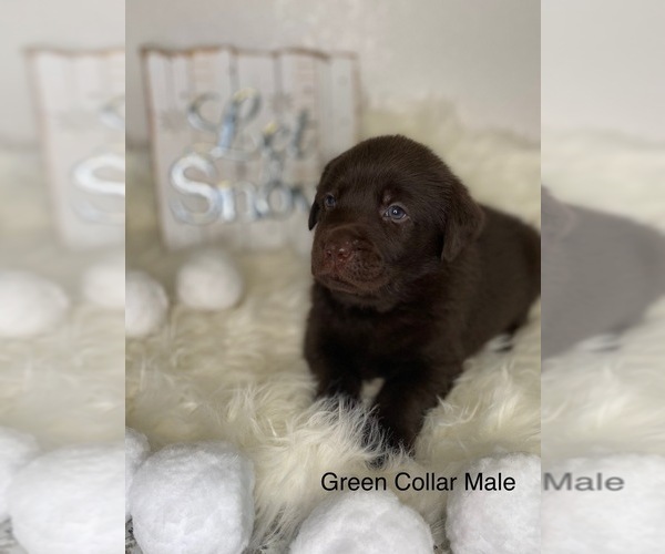 Medium Photo #10 Labrador Retriever Puppy For Sale in OAKDALE, CA, USA
