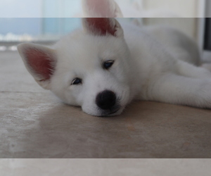 Siberian Husky Puppy for sale in N MIAMI BEACH, FL, USA