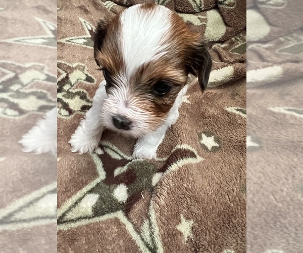 Medium Photo #8 Yorkshire Terrier Puppy For Sale in KELLER, TX, USA