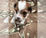 Small #7 Yorkshire Terrier