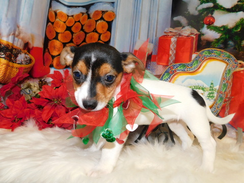 Medium Photo #3 Jack-Rat Terrier-Rat Terrier Mix Puppy For Sale in HAMMOND, IN, USA