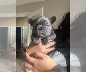 French Bulldog Puppy for sale in FORT WAYNE, IN, USA