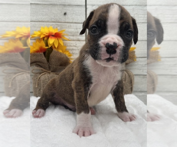 Medium Photo #9 Boxer Puppy For Sale in PAWNEE CITY, NE, USA