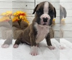 Small #8 Boxer