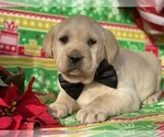 Small Photo #1 Labrador Retriever Puppy For Sale in LANCASTER, PA, USA