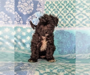 F2 Aussiedoodle Puppy for sale in CHRISTIANA, PA, USA