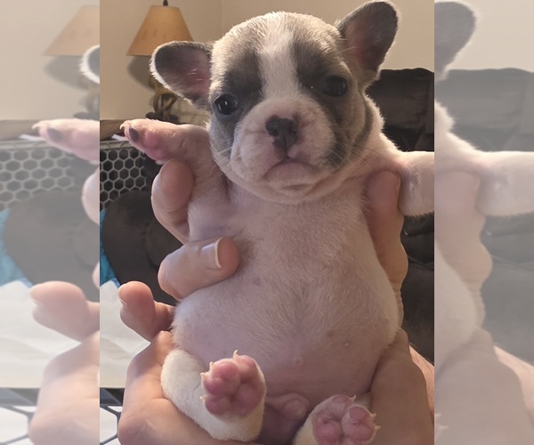 Medium Photo #9 French Bulldog Puppy For Sale in ASHLAND, OH, USA