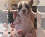 Small #8 French Bulldog