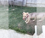 Small #2 Labrador Retriever Mix