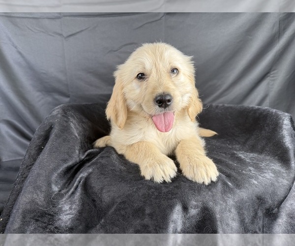 Medium Photo #13 Goldendoodle Puppy For Sale in OCALA, FL, USA