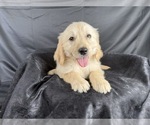 Small #12 Goldendoodle