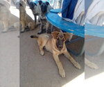 Small #6 German Shepherd Dog Mix
