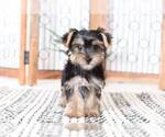 Small #3 Yorkshire Terrier