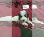 Small Photo #18 Great Pyrenees Puppy For Sale in ALTAVISTA, VA, USA