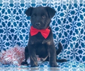 German Shepherd Dog-Unknown Mix Puppy for sale in LAKELAND, FL, USA
