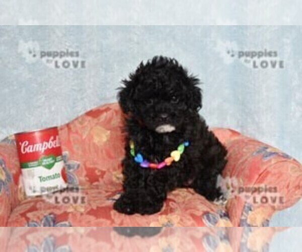 Medium Photo #12 Poodle (Toy) Puppy For Sale in SANGER, TX, USA