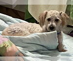 Small #10 Poodle (Miniature) Mix