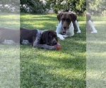 Small Photo #11 German Shorthaired Pointer Puppy For Sale in SAN DIEGO, CA, USA