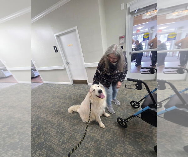 Medium Photo #9 Great Pyrenees Puppy For Sale in Thomasville, NC, USA