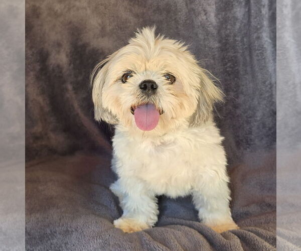 Medium Photo #2 Shih Tzu Puppy For Sale in Albuquerque, NM, USA