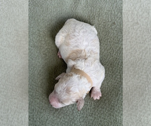 Medium Photo #1 Goldendoodle mix (+ Poodle Standard) Puppy For Sale in MAYNARDVILLE, TN, USA