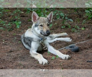Medium Czech Wolfdog