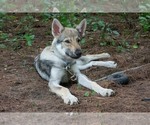 Small Czech Wolfdog