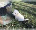 Small Photo #6 Golden Retriever Puppy For Sale in GARDEN CITY, CO, USA