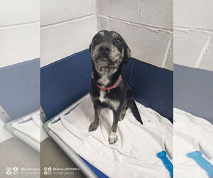 Mutt Dogs for adoption in Sterling, MA, USA