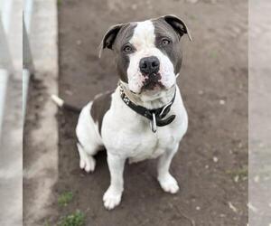 Mutt Dogs for adoption in Modesto, CA, USA