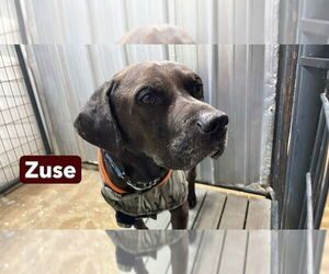 Zuse - Male Labrador Retriever-Unknown Mix Dog for Adoption - Photo #12
