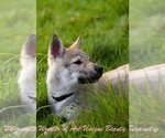 Small #9 Czech Wolfdog