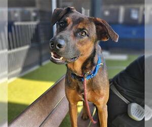 German Shepherd Dog Dogs for adoption in Waco, TX, USA